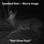 The old “red glow” IR flashes often produce blurred images as deer are scared by the glowing flashes.