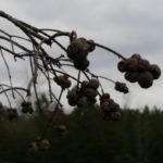 Clusters of cypress balls like these will draw hungry squirrels from far away.