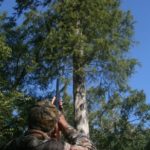During the early season, hunting squirrels in cypress trees is an effective way to bag your limit.