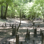 Dry slough beds offer the best opportunity to hunt cypress tree squirrels.