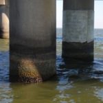 Dumas explores each side of each bridge piling until he determines a pattern to where the fish are holding that particular day.