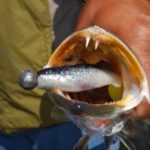 With the exception of trolling with Rat-L-Traps during February and March, Dumas exclusively uses soft plastic lures on plain unpainted jigheads.
