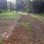 Because of the lack of food in a pine plantation, Dennis Tietje plants winter wheat in the open lanes between the trees.