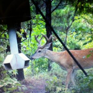 Tips for hunting deer in pine plantations