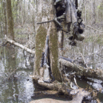 Savant will jack up with a lite climber, and will almost always carry light waders to negotiate waters within the swamps.