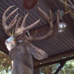 Tony Sattler's DeSoto Parish buck carried a rack the held mass along the main beam from the bases.