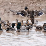 Hunting in the open water allows Havard the opportunity to observe duck body language to tell him what to do or what not to do to get them cupped up and coming in.