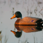 Later in the season, Havard switches from throwing out a few dozen decoys to maybe seven or eight to attract the more vigilant ducks.