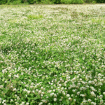 LDWF deer study leader Scott Durham recommends wheat, oats and clover, with clover as a favorite.
