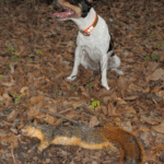 McCollister’s dog Hoke with a prize red tailed fox squirrel.
