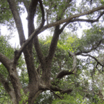 Open trees, like this water oak, provide opportunities to harvest squirrels simply because of visibility.