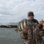 Spawning sheepshead are fat and ravenous around East Bay’s wellheads in January.