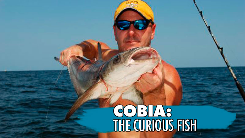 Cobia feed from the surface of the water down to the bottom, often over 100 feet deep. And they will eat almost anything.