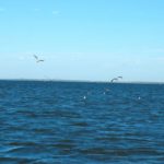 Cast spinnerbaits even under birds where schooling trout will take them especially just below the surface.