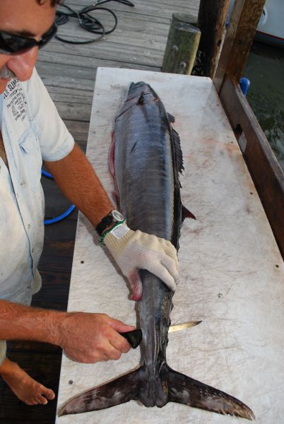 Near the tail, push the knife through the body of the fish and finish the cut, freeing the tail end of the fillet.
