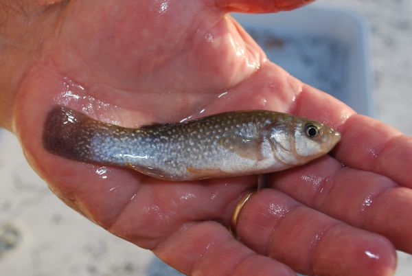 Cocahoe Minnows – Freshwater Aquaculture