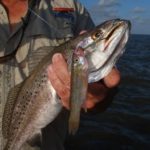 Croakers and pogies remain more popular as fishing baits, but fish will definitely fall for cocahoes.
