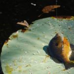 A colorful bull bluegill being pulled across a lily pad is an unforgettable sight.
