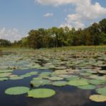 Black Bayou Lake is noted for vast beds of lily pad-like American lotus.