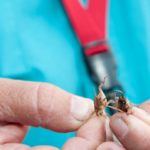 The trick to staying away from the tiny tots is using two crickets, which Lyle Soileau swears catches bigger fish.