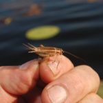 Crickets are an excellent natural bait for goggle-eyes.