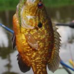 Few fish are more beautiful than an adult male goggle-eye in spawning colors.