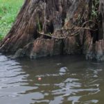 Lures and baits should be fished as close as possible to stumps and tree trunks.