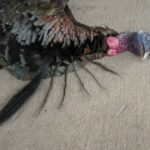 Dustin Pole's pending state-record turkey featured six beards with a total measurement north of 45 1/2 inches.