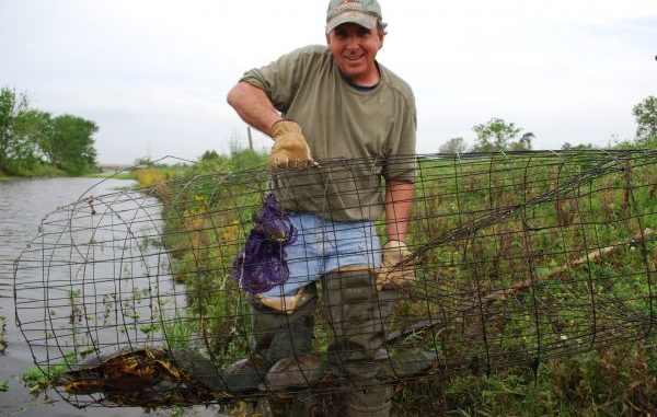 How to Catch a Softshell Turtle?  