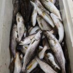 Bay Eloi has several production platforms and wellheads that can be fished for good catches of trout.