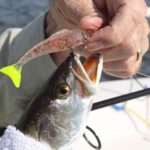 Egret Bait Wedgetails are a good plastic that will produce speckled trout.