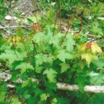 Sprouts from red maple that were knocked down by the logging activity were heavily eaten by deer during the first year of plant growth in the cutover.