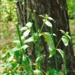 Herbaceous plants are an important part of a deer’s diet. This Verbena has been heavily browsed.