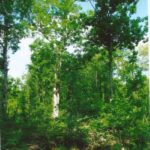 A good component of oaks is growing in the cutover and will provide seed for the next forest and food for wildlife.