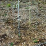 This photo shows the plant growth in spring of 2012.