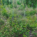 This photo shows the plant growth in spring of 2013; rain and full sunlight equate to excellent plant growth and improved deer habitat.