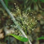 Grass production is always high in a cutover following logging, and grass species such as this Panicum are great food for birds.