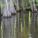 Fishing near tree trunks and stumps, so productive early in the spawning season, proved fruitless late in the summer.