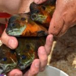 For fishermen in the know, bream can provide hot action on hot August days.