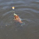 Most stumps produced at least one big bluegill.