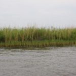 Jeanminette looks for grassy spots along banks and tosses spinnerbaits for redfish with good success.