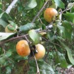 A few trees dropping Persimmons will draw more deer than any corn feeder in the area.