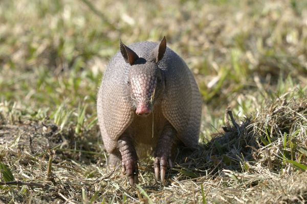 Small Varmints Louisiana Sportsman