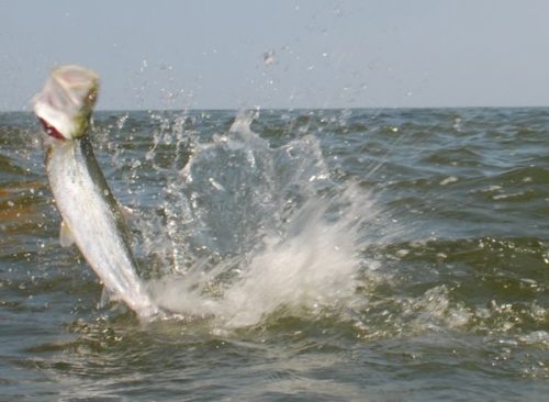 Louisiana Sportsman