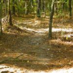 Look for well-worn trails deer use in late season to travel between bedding and feeding areas.