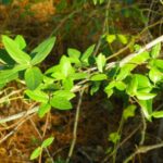 A plant deer utilize heavily in winter is honeysuckle.