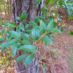 Among plants deer can utilize late in the season include green briar, which remains green in winter.