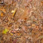 After the leaves have fallen late in deer season, look for deer tracks indicating where deer may be traveling as the season winds down.