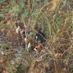Swamp rabbits will live and run near water and the beagles will scurry about in an attempt to smell exactly where they come out on the other side of a ditch, slough or small wetland.