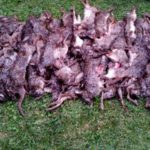 In places like Indian Bayou, the number of rabbits taken can be quite numerous due to the excellent habitat provided on the east bank of the Atchafalaya River.